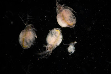 The Cladocera are an order of small crustaceans commonly called water fleas on the slide under...