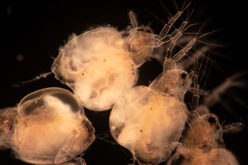 The Cladocera are an order of small crustaceans commonly called water fleas on the slide under...