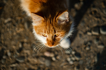 red cat on the street