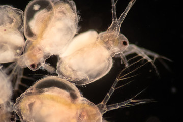 The Cladocera are an order of small crustaceans commonly called water fleas on the slide under microscope.