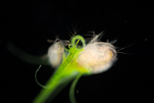 Hydra eating Water fleas (Daphnia pulex) on the slide under microscope.