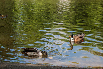 cute ducks enjoying on the lake