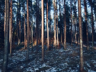 las drzewa natura  © DEM