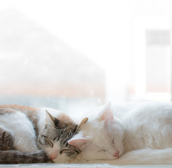 two cute sleeping cat cuddling together