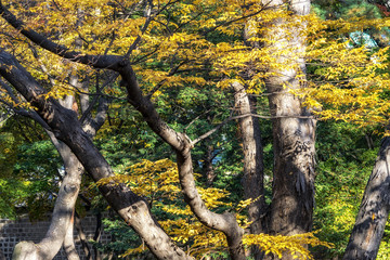Fototapeta na wymiar autumn leaves foliage in changgyeonggung