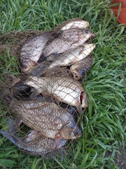 fish in the net