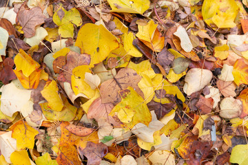 Pile of autumn leaves