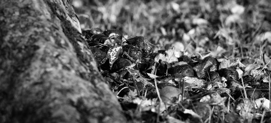 Fototapeta premium Fallen Leaves