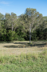 Australian bushland and rural backyard