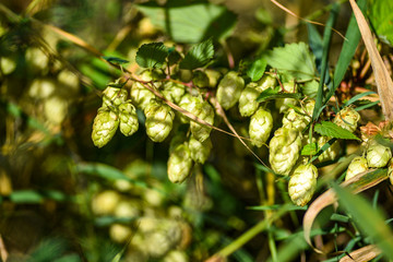 Wild hop growing on the meadow during flowering.