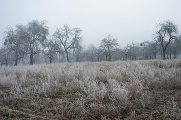 Feld mit Frost