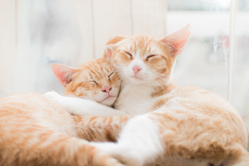 two cute sleeping cat cuddling together