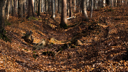 Herbstwald