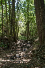 Dried creekbed in Australian bush