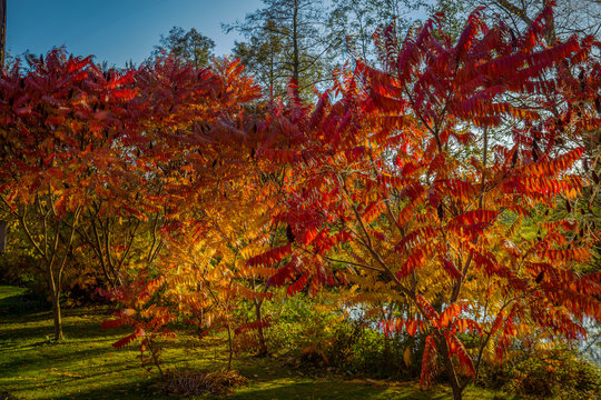 Autumn colorful red and yellow rowan tree in the green grass near Hamry nad Sazavou, Czech Republic