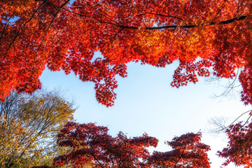 autumn leaves close up in changgyeonggung