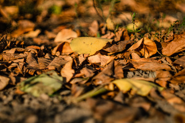 Leaves in autumn park