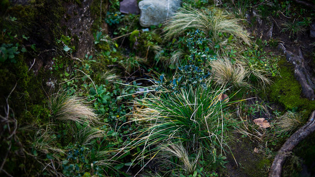Bergflora