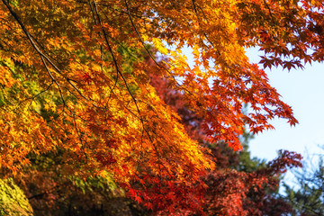 autumn leaves close up in changgyeonggung
