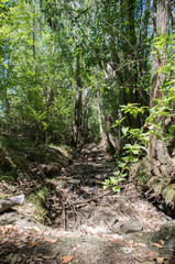 Dried creekbed in Australian bush