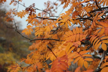 autumn leaves on tree on heavy clouded sky