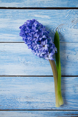 purple hyacinth on blue wooden surface