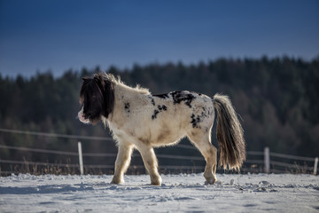 Cute black and white pony walking in the snow
