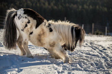 Black and white pony bowing in the snow