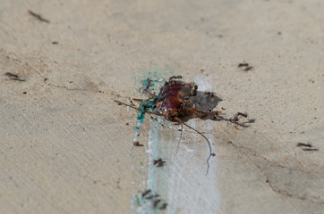 Cockroach poisoned with bait & squashed being eaten by ants