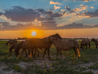 Horses in the meadow on the background of the sunset. Domestic animals graze in flood plains, on the river bank. Against the backdrop of the sunset.
