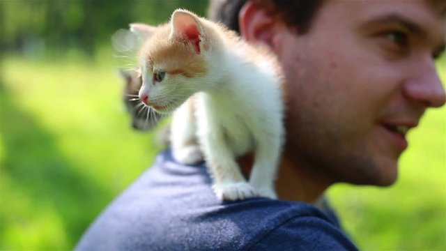 Cute kitten outdoors. Close up 