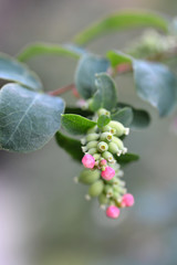 Coralberry