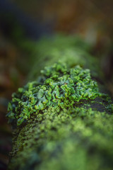 Lichens on a dead tree