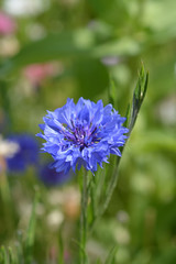 Cornflower
