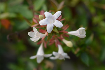 Glossy abelia