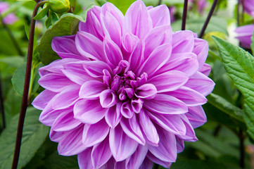 Dahlia Lilac time