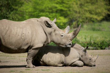 Obraz premium Breitmaulnashorn (Ceratotherium simum) mit Jungtier