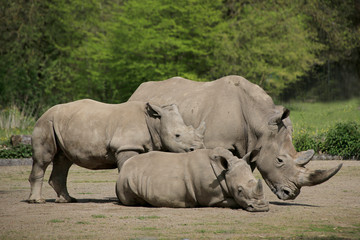 Obraz premium Breitmaulnashorn (Ceratotherium simum) mit zwei Jungtieren