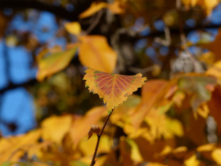colorful autumn leaves
