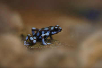 Goldbaumsteiger (Dendrobates auratus) 