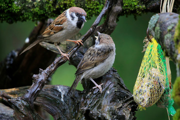 Feldsperling füttert Jungvogel (Passer montanus)