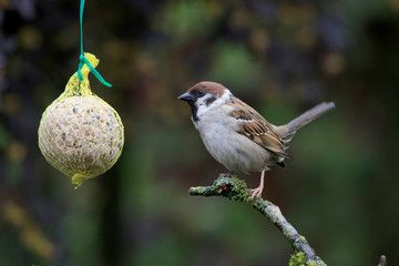 Feldsperling oder Feldspatz (Passer montanus) am Meisenknödel