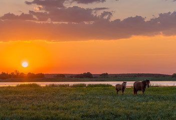 Horses in the meadow on the background of the sunset. Domestic animals graze in flood plains, on the river bank. Against the backdrop of the sunset.