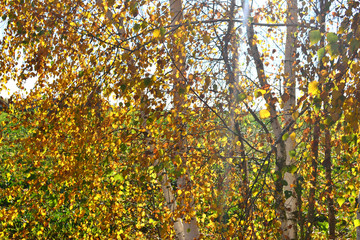 yellow leaves on the branches of a tree, background