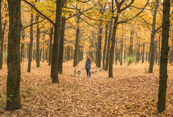 young red haired girl is walking in orange autumn park with two husky dogs