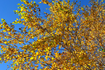 bright yellow leaves of trees against a blue sky