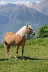 Haflinger auf Weide