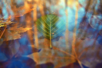 Colorful autumn leaves made with gradient for background. Abstract, texture, soft and blurred style like a postcard. Abstract autumn leaves for blurred background.