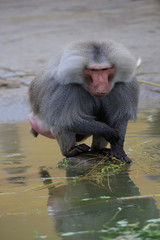 Mantelpavian (Papio hamadryas) Männchen im Wasser