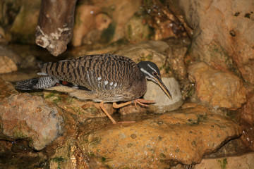 Sonnenralle (Eurypyga helias)